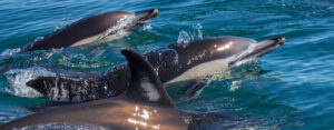 Dolphin & Whale Watching