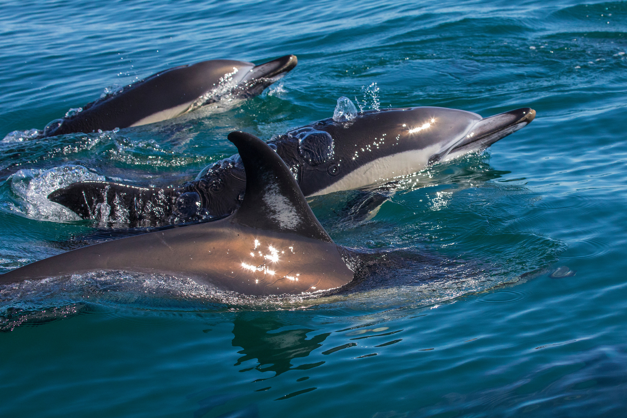 Dolphin & Whale Watching